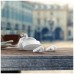 AURICULARES PHILIPS TAT2206GR/00 TRUE WIRELESS BLANCO MICROFONO BT